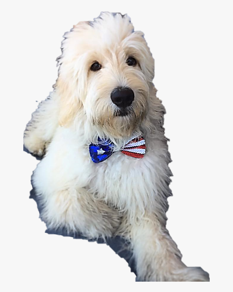 Clipart Puppy Golden Doodle - Companion Dog, Transparent Clipart