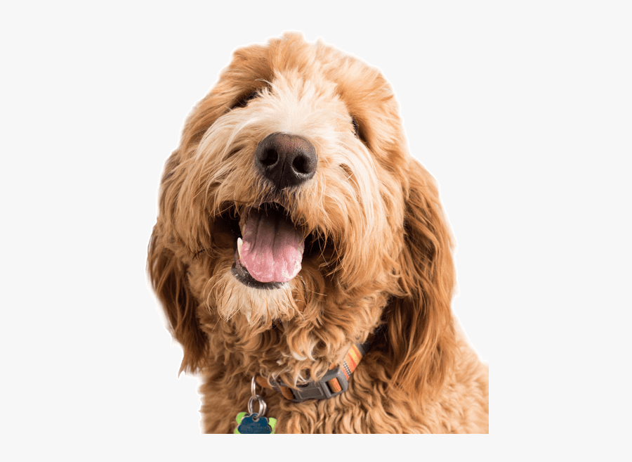 Clip Art Goldendoodle Meme - Dog Yawns, Transparent Clipart