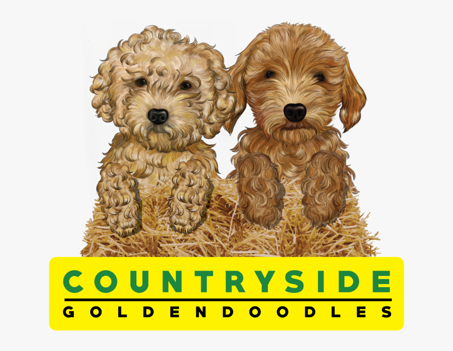 Transparent Goldendoodle Png Labradoodle , Free Transparent Clipart