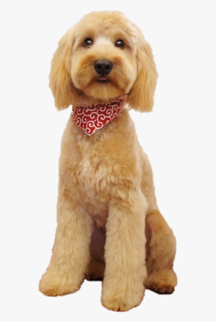 #dogs #dogsofpicsart #doodle #puppy #freetoedit - Goldendoodle, Transparent Clipart