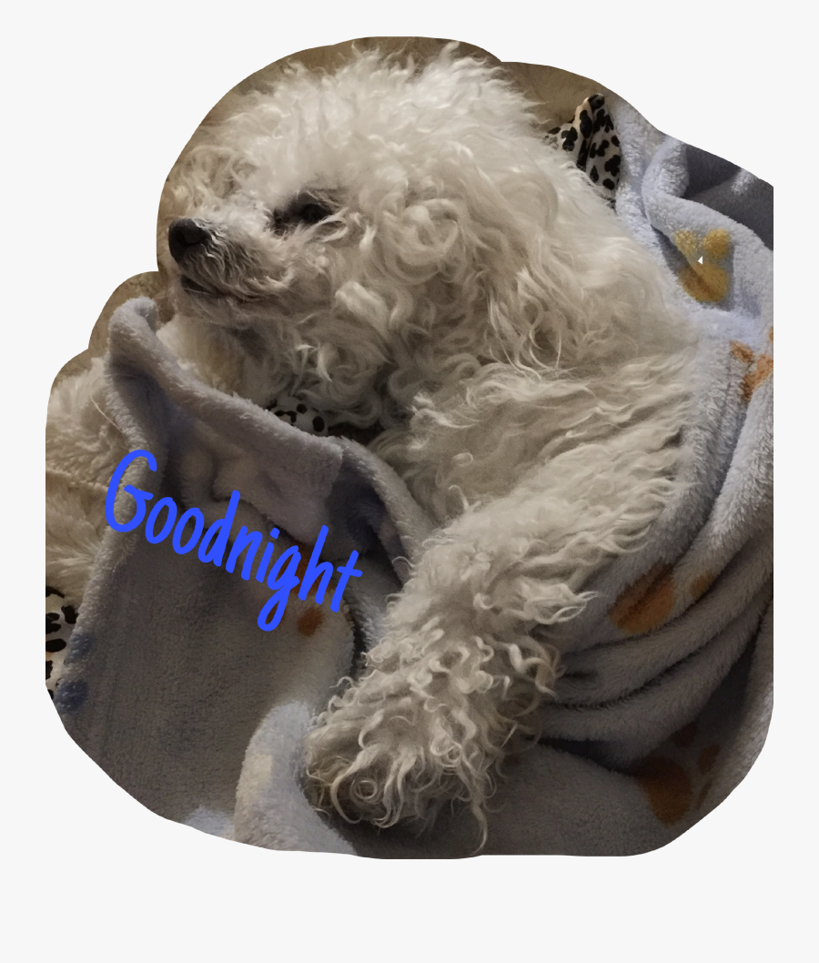 #bichon #dog #dogs #goodnight #tired #sleepy #freetoedit - Companion Dog, Transparent Clipart