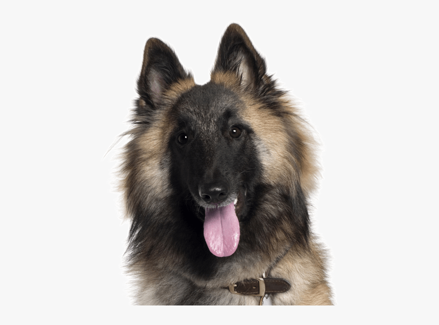 Tervuren, Transparent Clipart