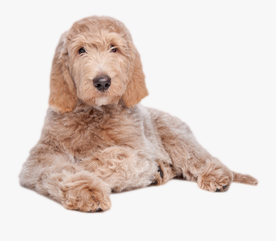 - Labradoodle Laying Down - Labradoodle Lying Down, Transparent Clipart