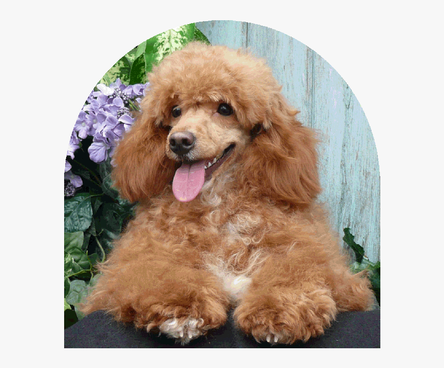 Cocker Spaniel, Transparent Clipart