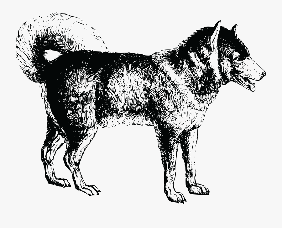 Siberian Husky, Transparent Clipart