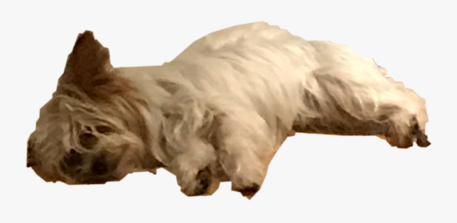 Labradoodle, Transparent Clipart
