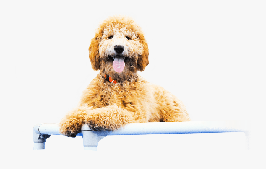 Goldendoodle Cockapoo Petit Basset Griffon Vendéen - Goldendoodle Png, Transparent Clipart