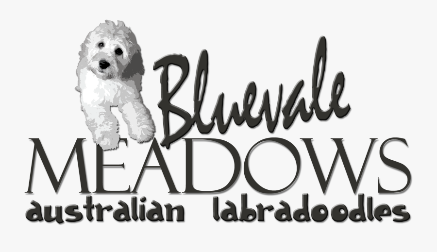 Transparent Goldendoodle Png - Labradoodle, Transparent Clipart