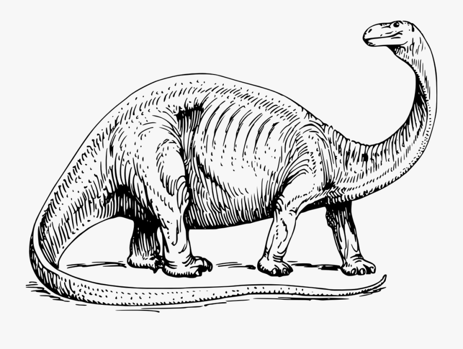 Brontosaurus, Prehistoric, Dinosaur, Reptile, Jurassic - Black And White Dinosaur, Transparent Clipart