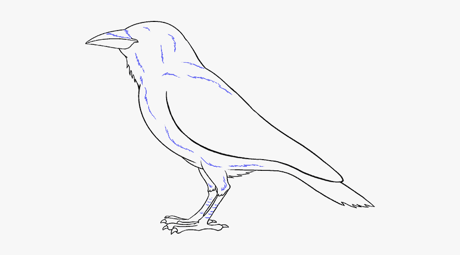 Northern Grey Shrike, Transparent Clipart