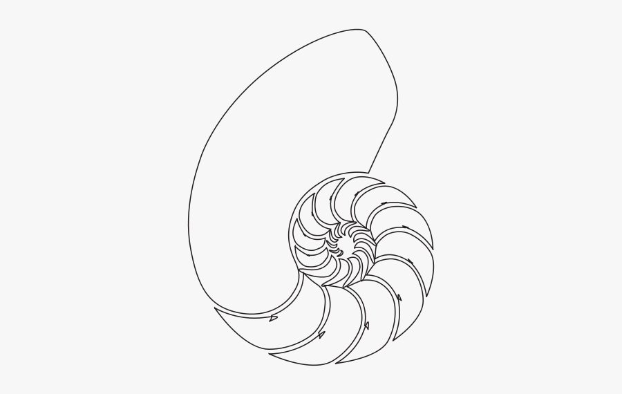 Nautilus Shell - Illustration, Transparent Clipart
