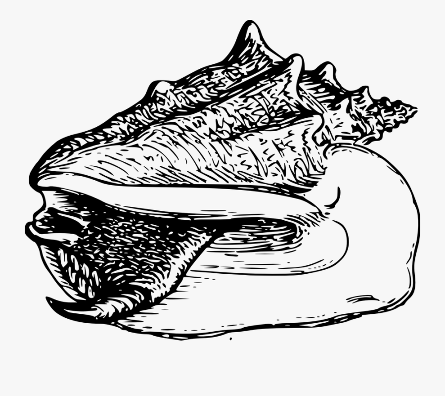 Transparent Shell Clipart Black And White - Conch, Transparent Clipart
