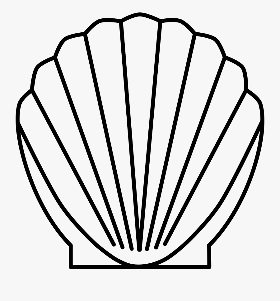 Drawing Shell Scallop - Outline Of A Shell, Transparent Clipart