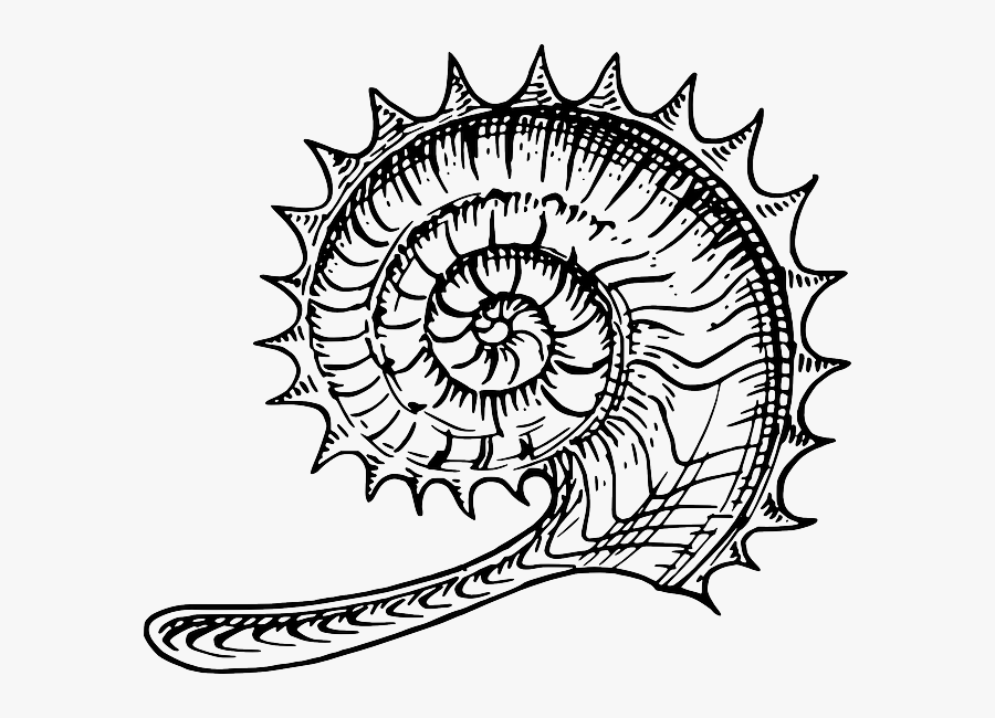 Ammonite Art, Transparent Clipart