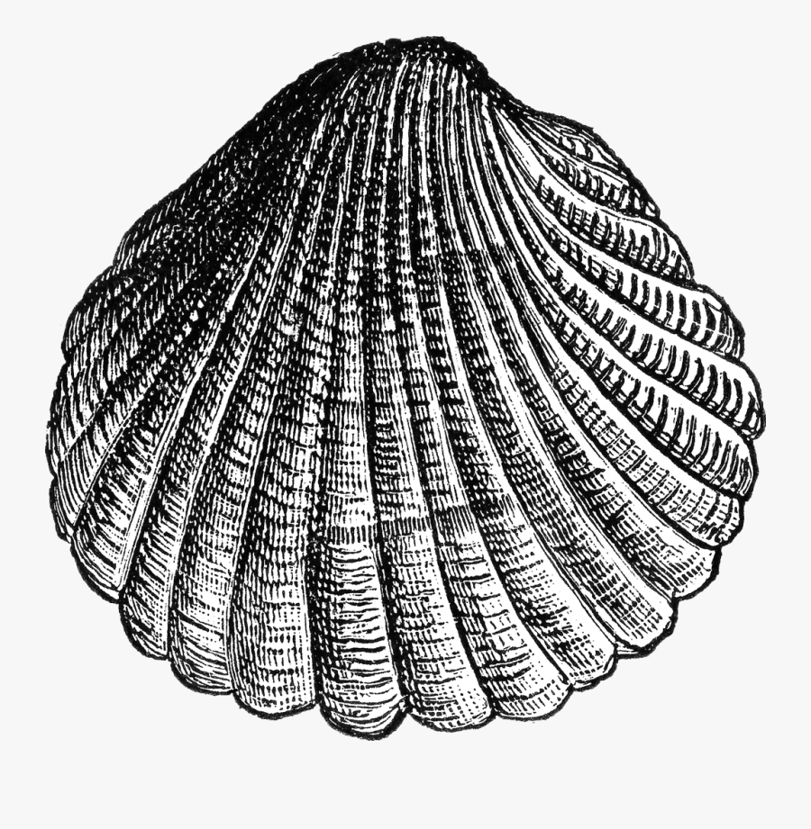 Cockle Clipart, Transparent Clipart