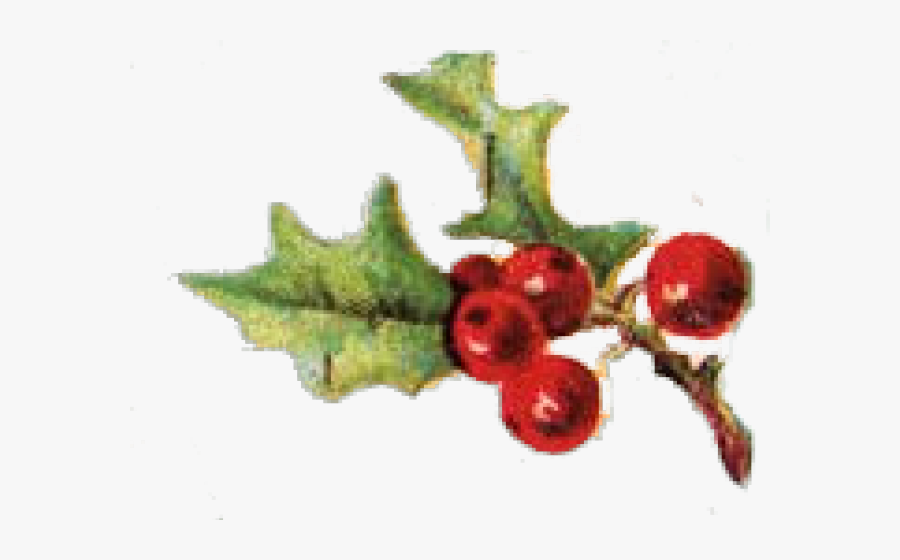 Berry Clipart Sprig Holly - Holly Sprig Clip Art, Transparent Clipart
