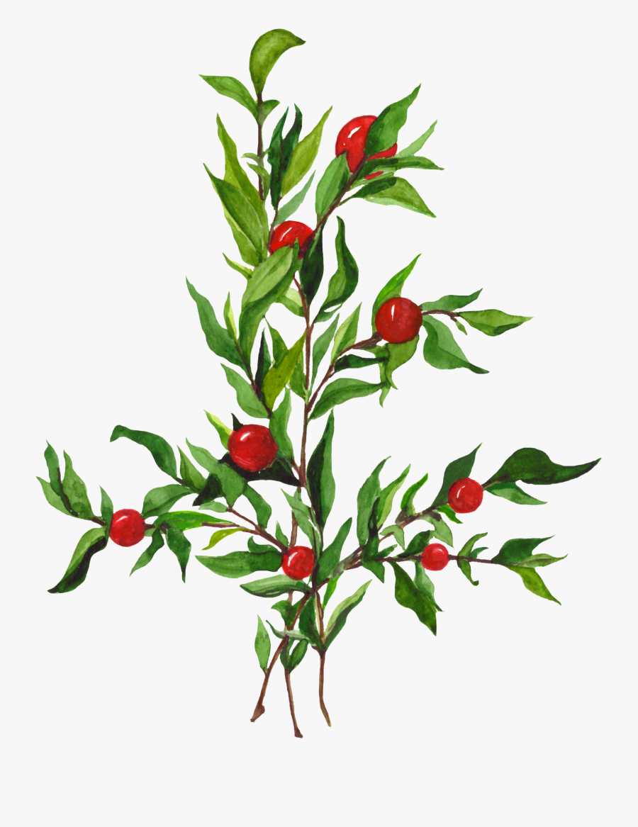 Watercolor Physalis Clip Art Example Image - Plant And Fruits Watercolor Png, Transparent Clipart