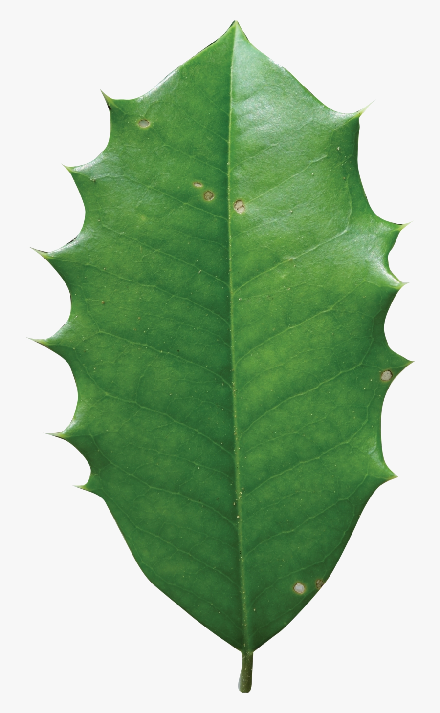 Holly Leaf Berries Leaves American Tree Transparent - American Holly Leaf, Transparent Clipart