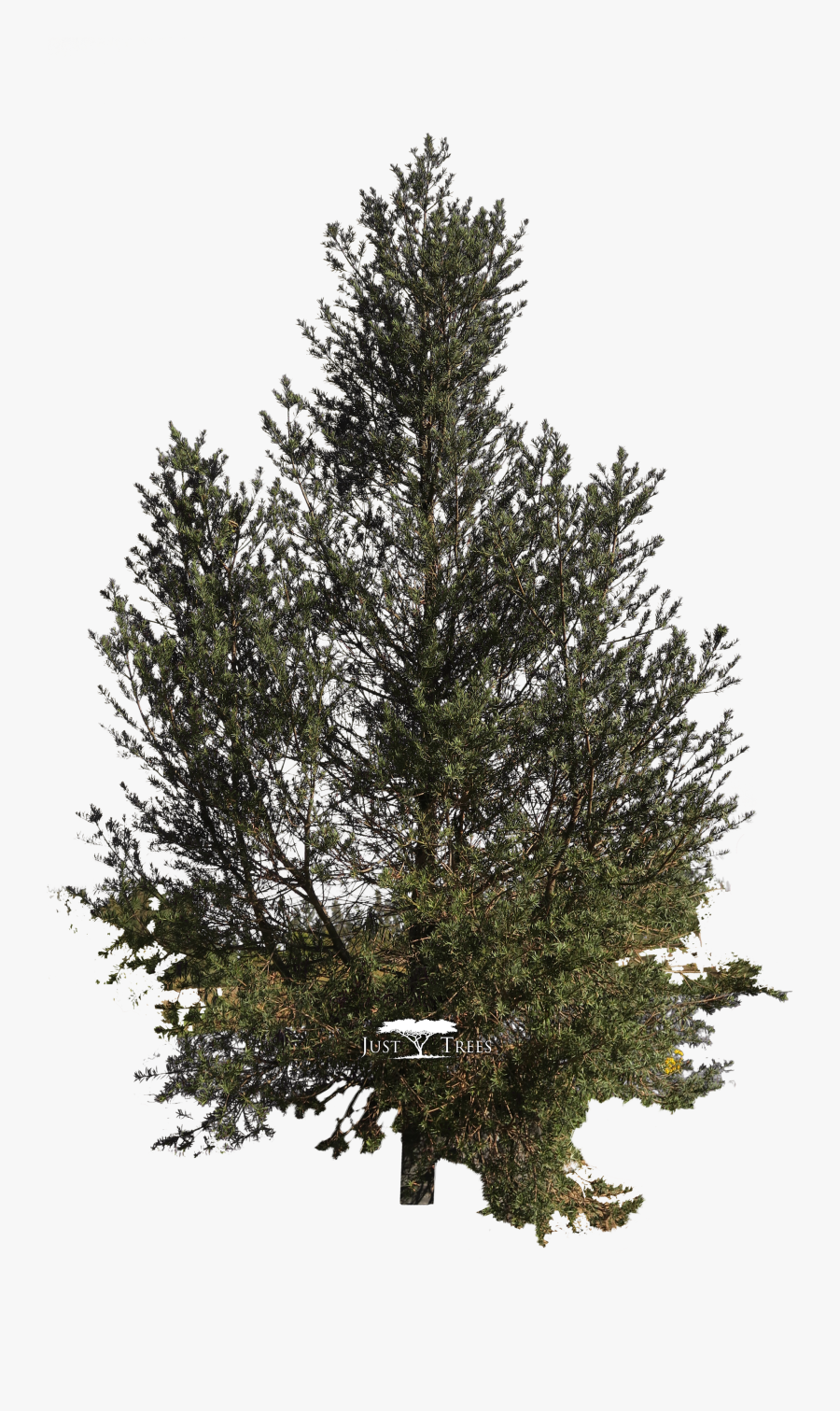 Sunburst Clipart Design Landscape - Spruce Png, Transparent Clipart