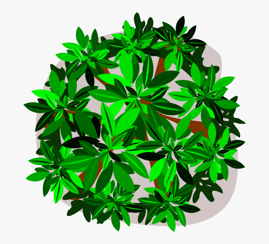 Evergreen,plant,leaf - Clip Art, Transparent Clipart