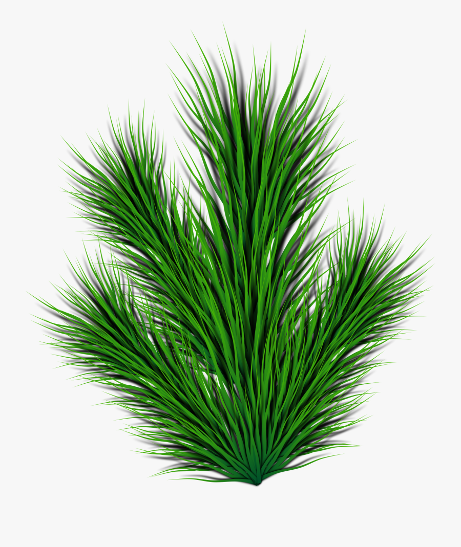 Evergreen,pine Family,plant - Plant Side View Png, Transparent Clipart