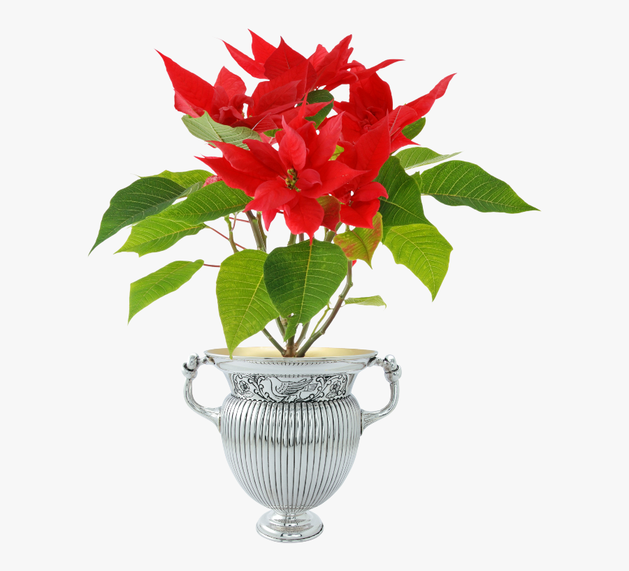 Forgetmenot In Pots - Poinsettia Plant, Transparent Clipart