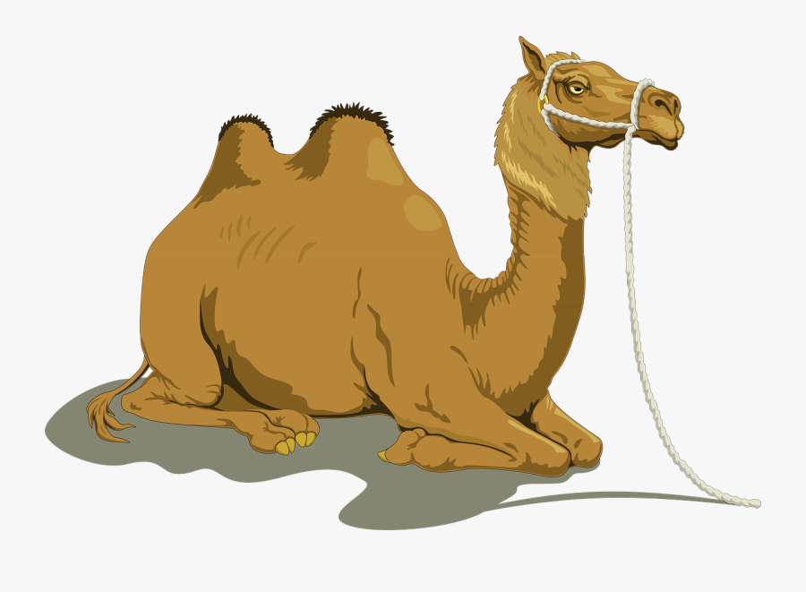 Camel - Sitting Camel Clipart, Transparent Clipart