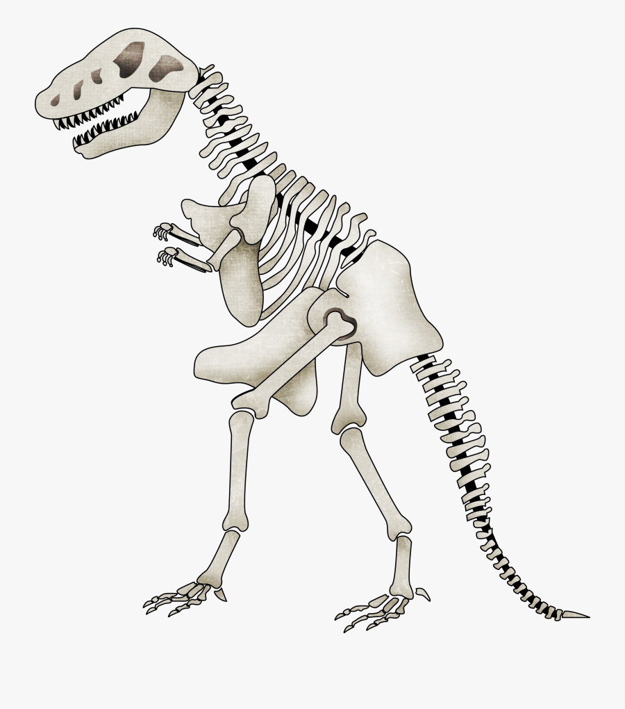Transparent Brontosaurus Clipart - Huesos De Un Dinosaurio, Transparent Clipart
