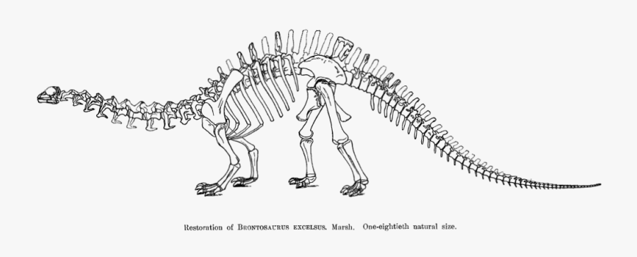 Restoration Of Brotosaurus 1883 Page - Transparent Dinosaurs Skeleton, Transparent Clipart