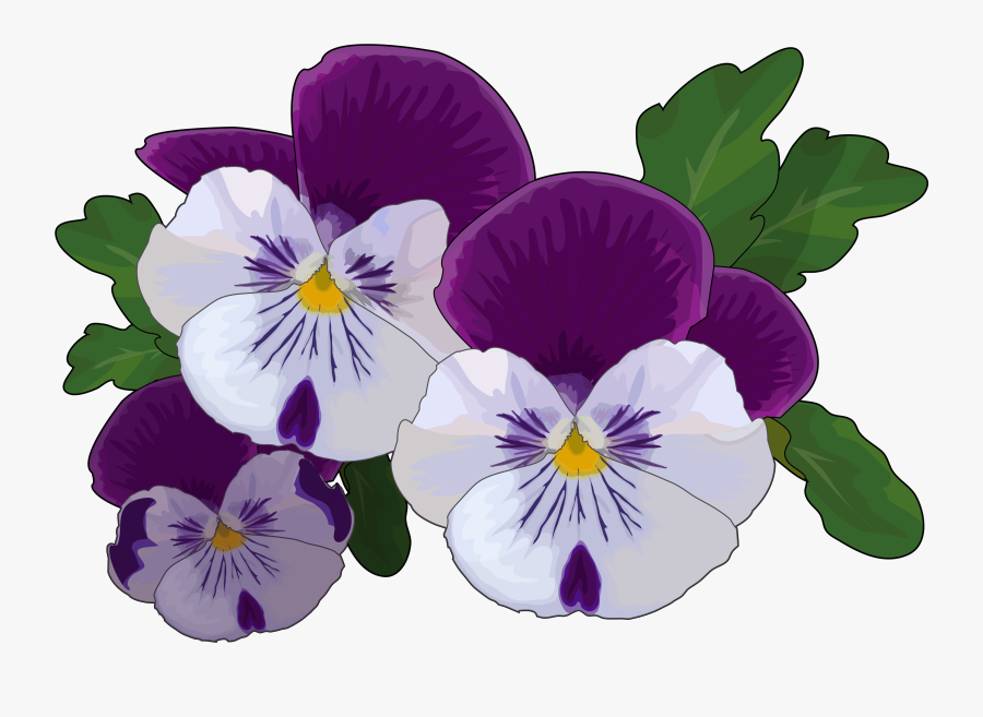 Transparent Pansy Clipart - Pansy Drawing , Free Transparent Clipart - Clip...