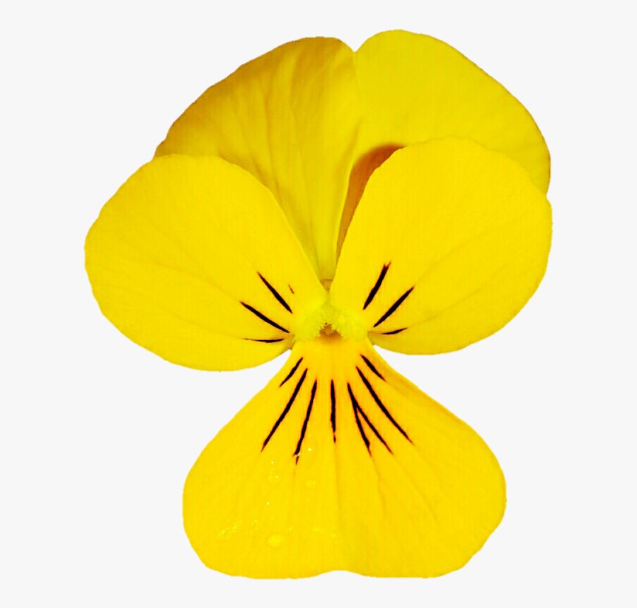 Dainty Yellow Viola By Jeanicebartzen27 - Pansies Yellow Transparent, Transparent Clipart