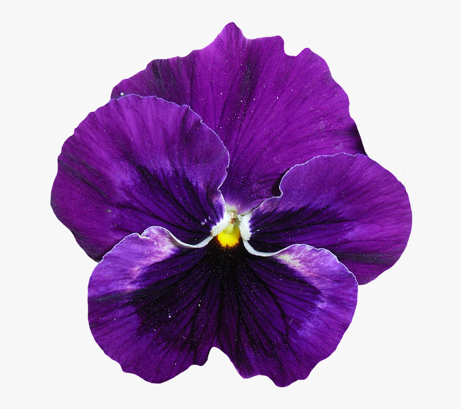 Transparent Purple Pansy Clipart - Flower Violet Clipart, Transparent Clipart