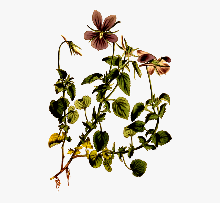 Botanical Drawing Png, Transparent Clipart