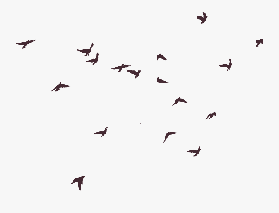 Silhouette Bird Birds Png Image High Quality Clipart - Transparent Background Birds Silhouette Png, Transparent Clipart