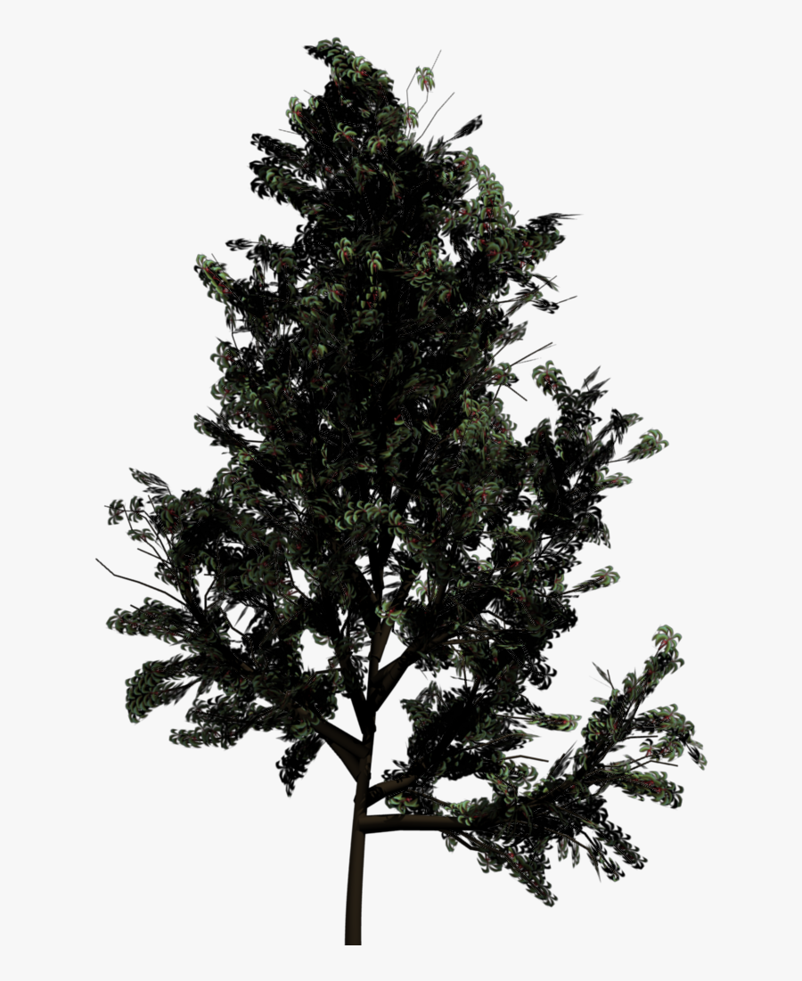 Tree,shortleaf Black Spruce,yellow Fir,balsam Fir,white - Top View Of Trees, Transparent Clipart