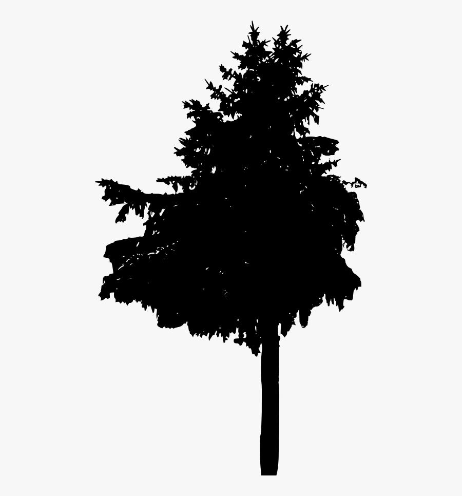 Larch, Transparent Clipart