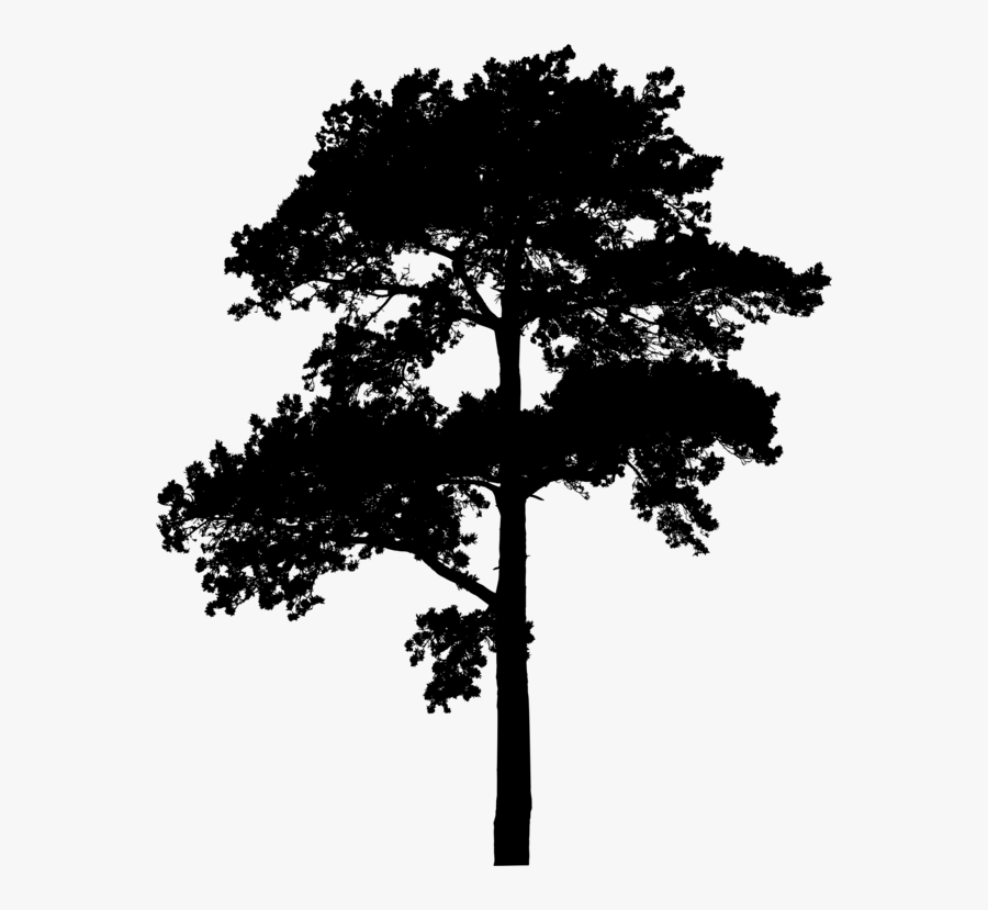 Pine Family,plant,leaf - Red Pine Black And White, Transparent Clipart