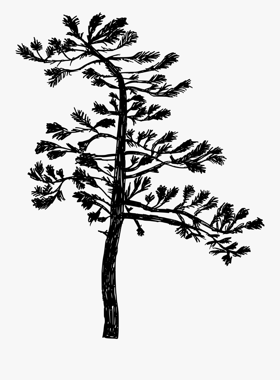 Transparent Tree Silhouette Pine Vector , Png Download - Silhouette Drawing, Transparent Clipart