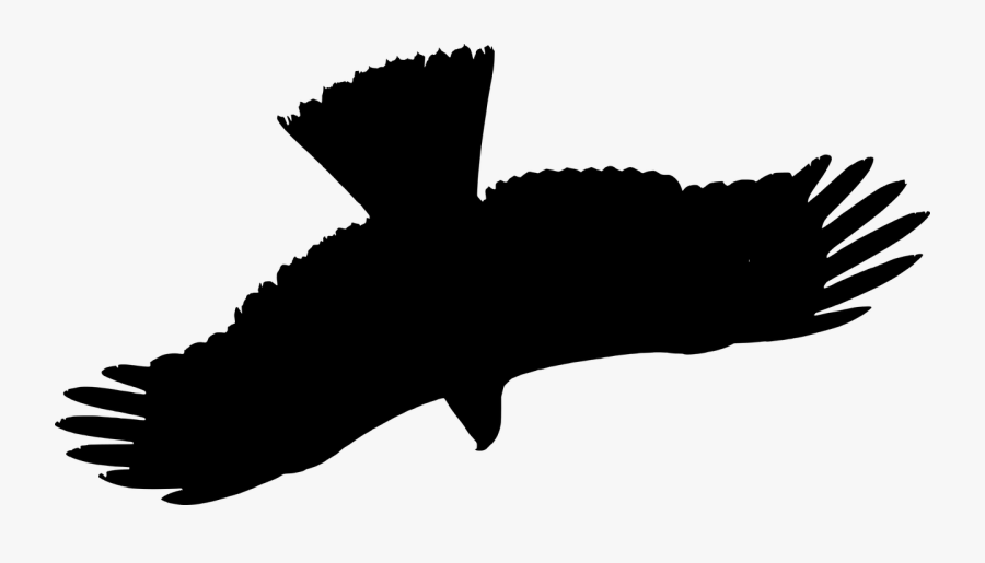 Kite, Silhouette, Raptor, Bird, Flying - Raptor Bird Silhouette, Transparent Clipart