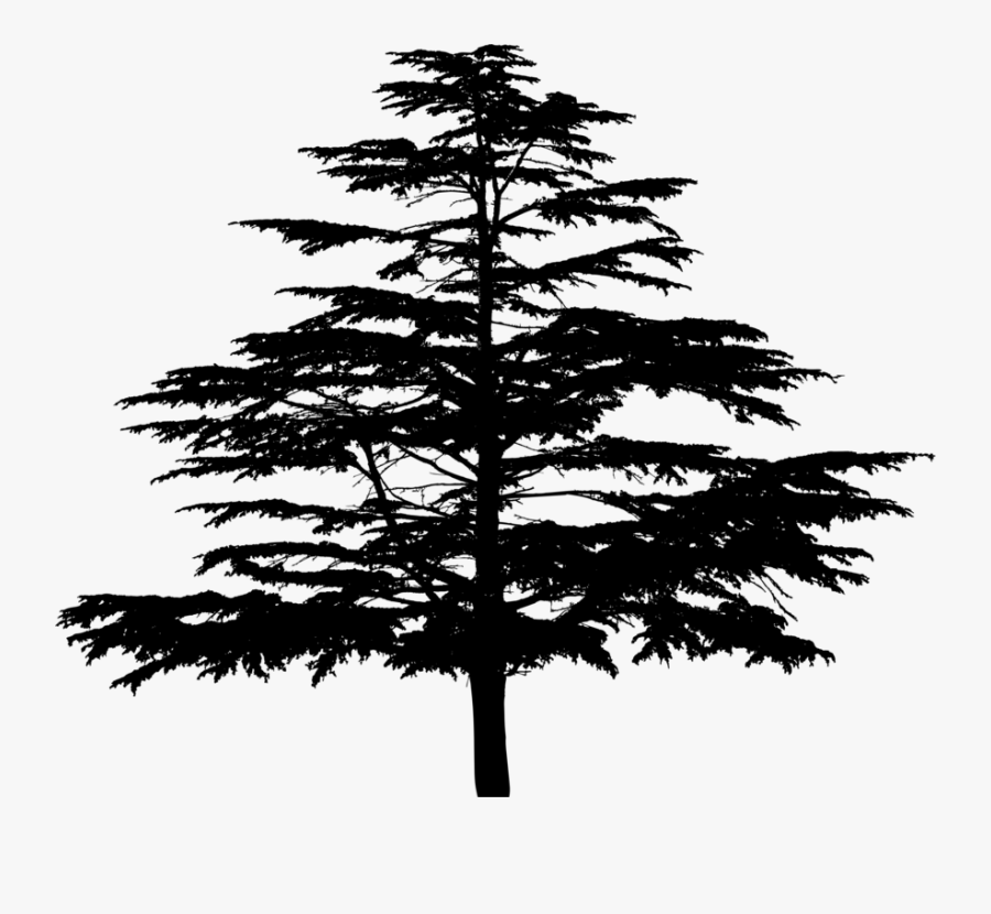 Fir,pine Family,plant - White Pine, Transparent Clipart