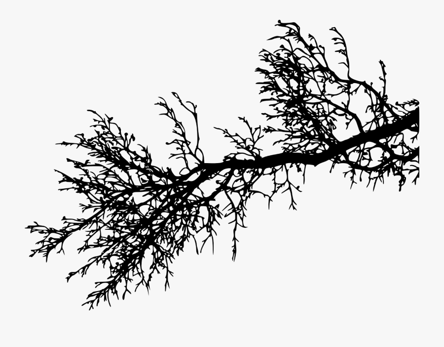 Pine Tree Branches Png Clipart , Png Download - Tree Branch Transparent Background, Transparent Clipart