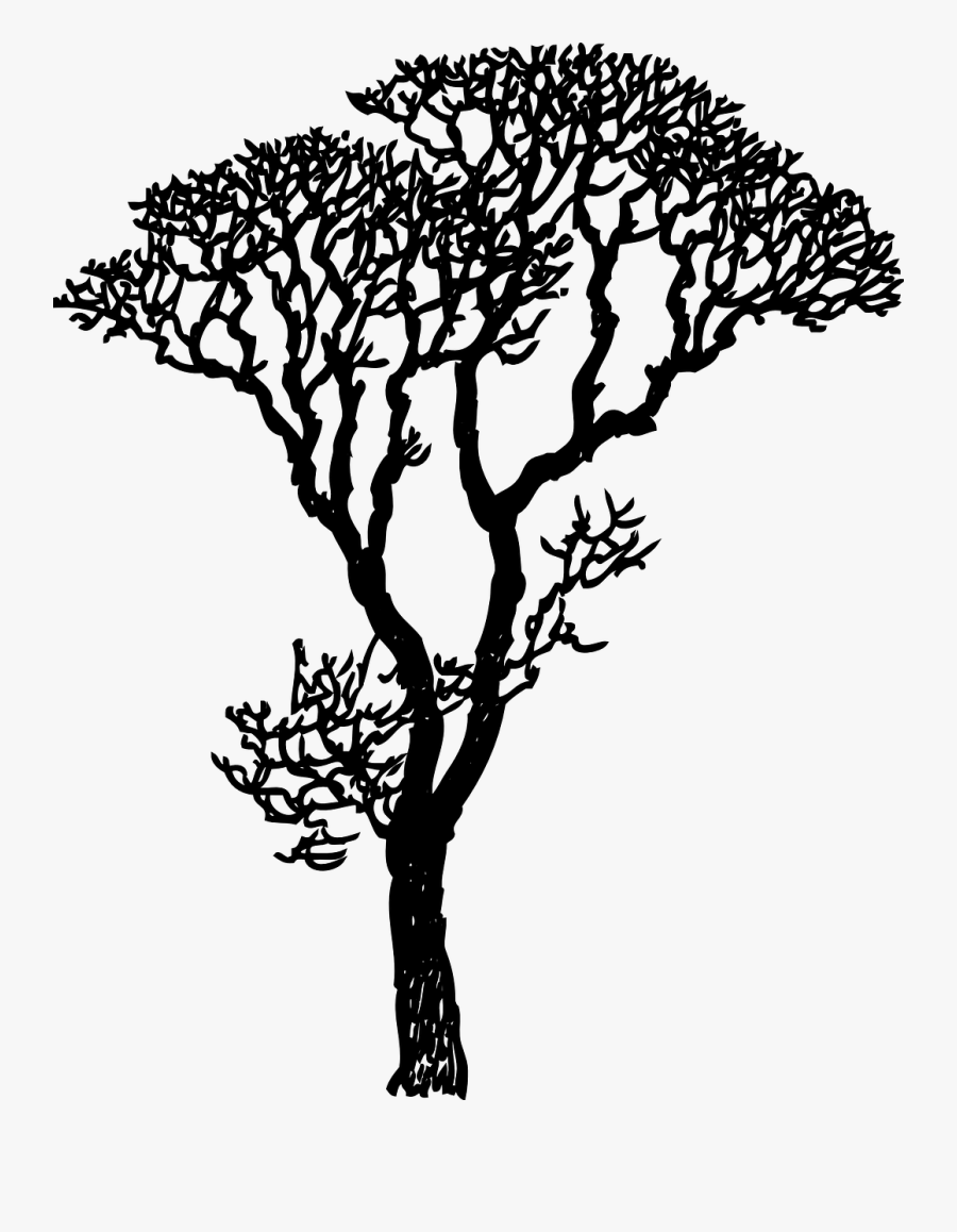 Transparent Tall Pine Tree Silhouette Png - Gum Tree Black And White, Transparent Clipart