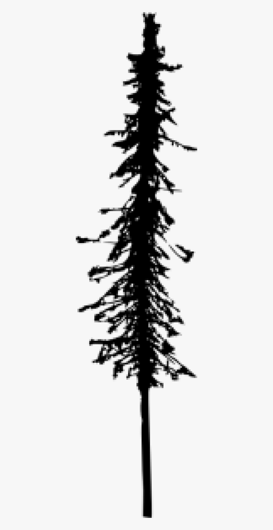 White Pine, Transparent Clipart