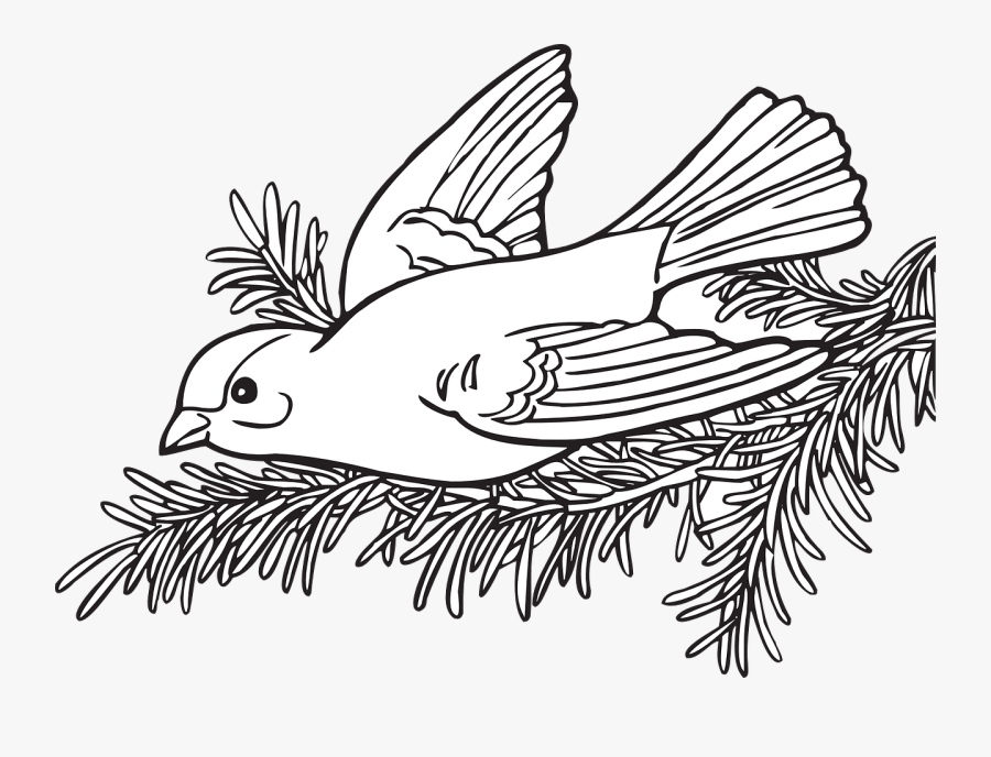 Coloring Book Willow Goldfinch - Willow Goldfinch Coloring Page, Transparent Clipart