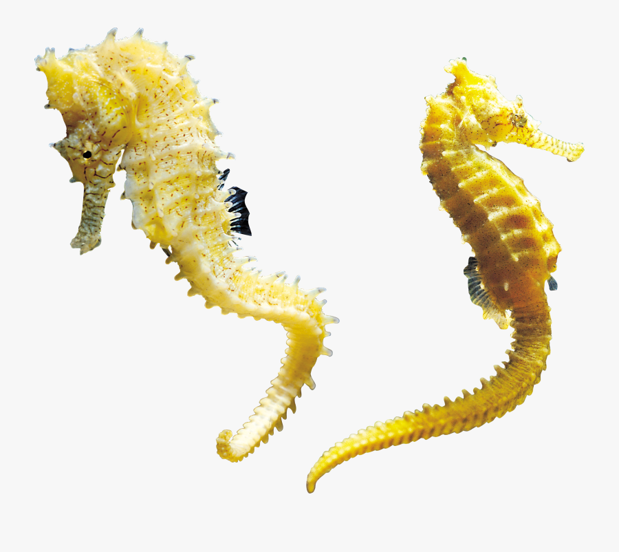 Png Images Free Download - Png Seahorse, Transparent Clipart