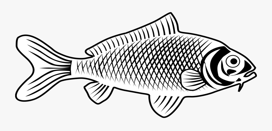 Fish Animal Biology Free Picture - Fish Images Line Art, Transparent Clipart