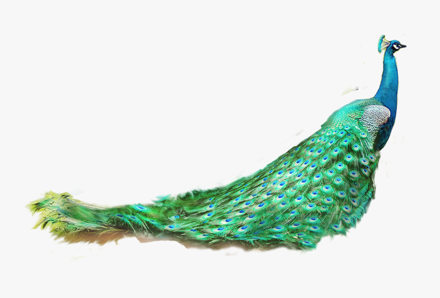 Asiatic Peafowl Feather - Peacock Png, Transparent Clipart