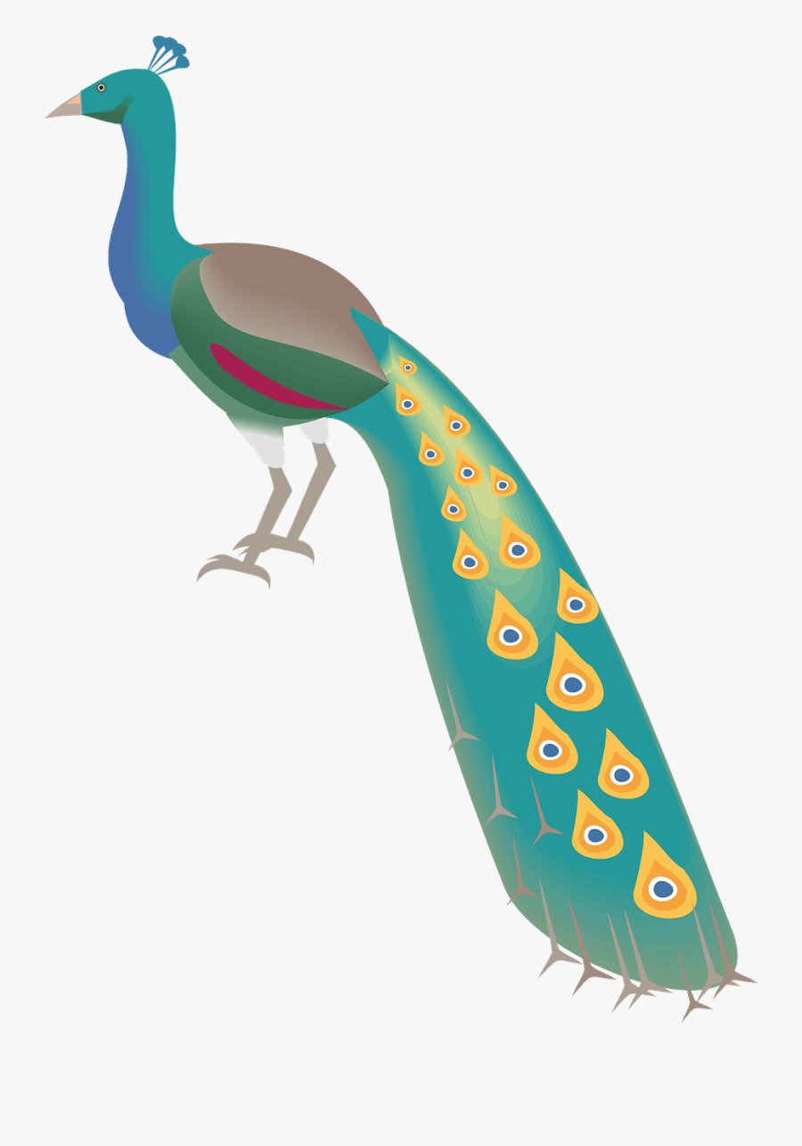 Peacock Peafowl Bird Plumage Png Image, Transparent Clipart