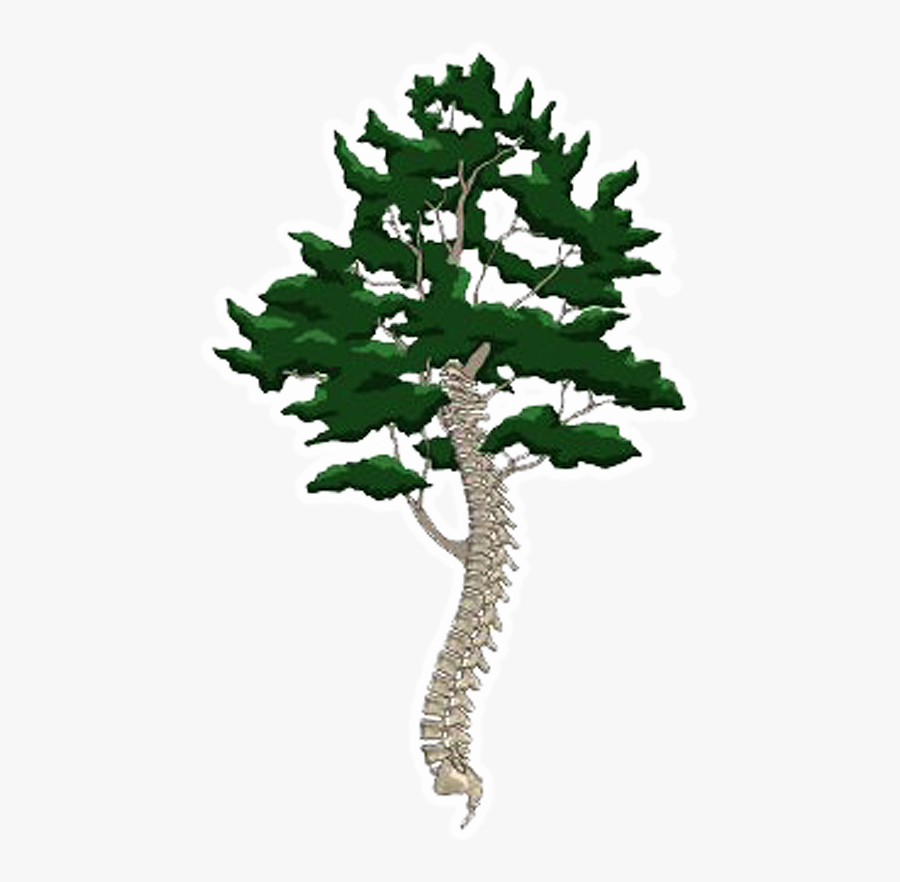 Lumbar Spine, Transparent Clipart