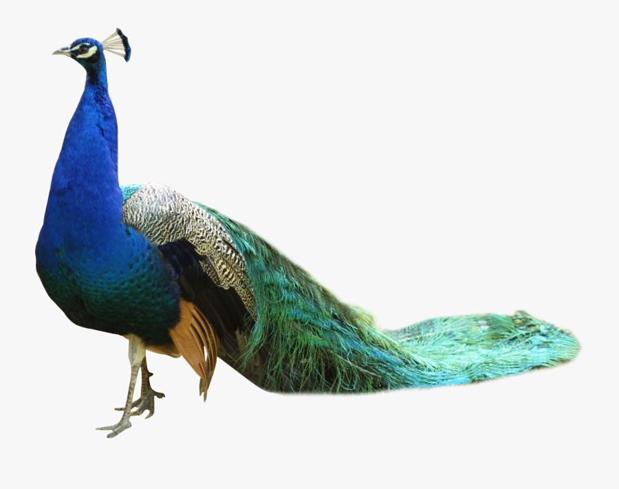 Peacock Png, Transparent Clipart